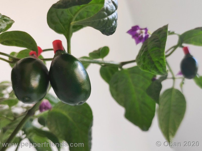 rocoto-mini-olive_002_frutto_07.jpg