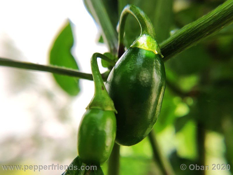 rocoto-mini-olive_002_frutto_13.jpg