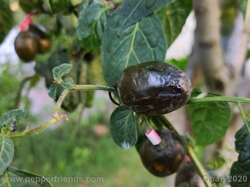 rocoto-mini-olive_002_frutto_15.jpg