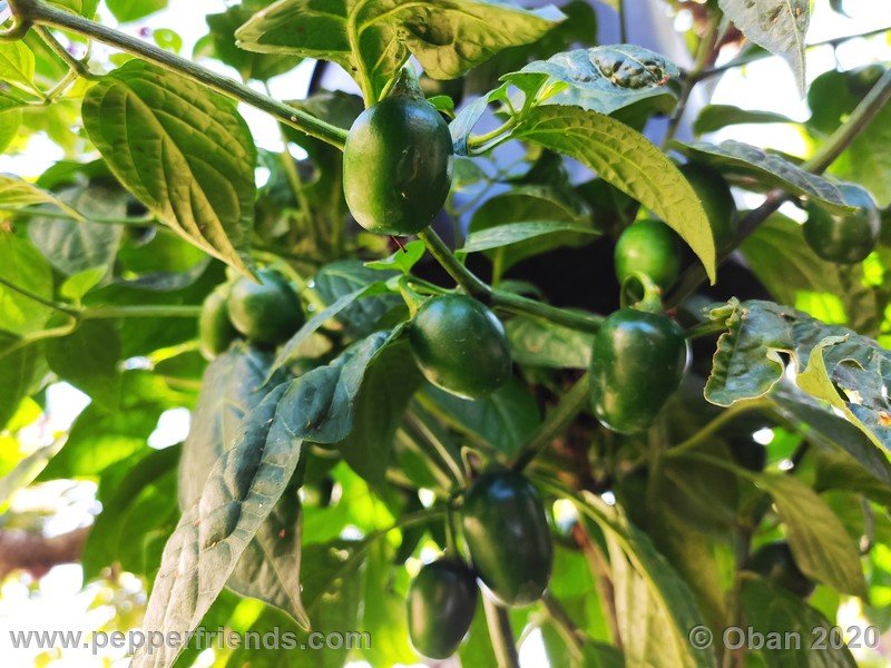 rocoto-mini-olive_002_frutto_18.jpg