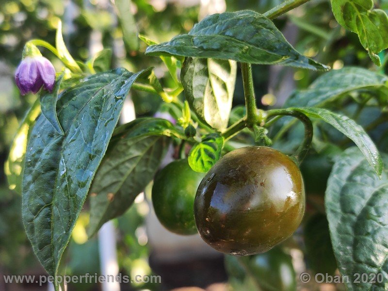 rocoto-mini-olive_002_frutto_20.jpg