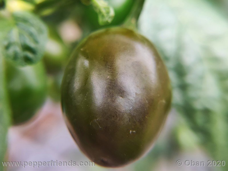 rocoto-mini-olive_002_frutto_21.jpg