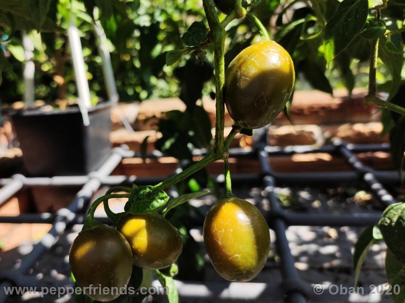 rocoto-mini-olive_002_frutto_25.jpg