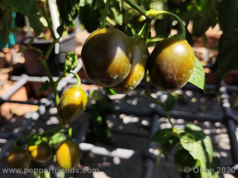 rocoto-mini-olive_002_frutto_26.jpg