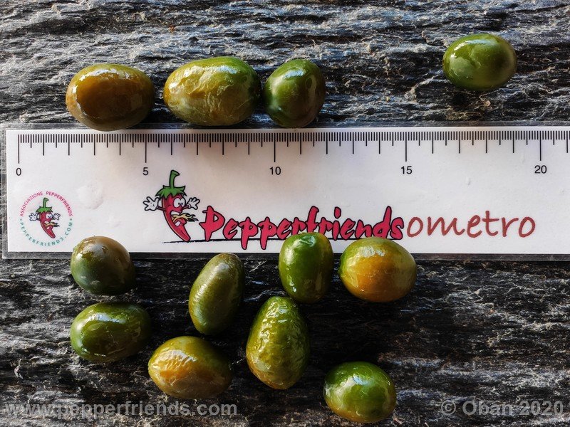 rocoto-mini-olive_002_frutto_27.jpg