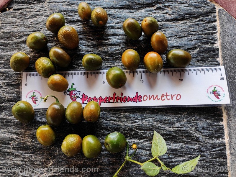 rocoto-mini-olive_002_frutto_29.jpg