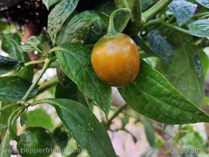 rocoto-mini-olive_002_frutto_31.jpg