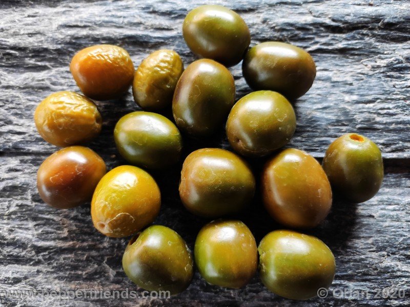 rocoto-mini-olive_002_frutto_32.jpg