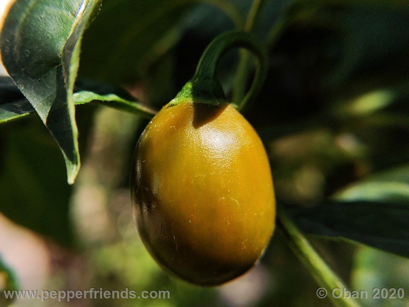 rocoto-mini-olive_002_frutto_37.jpg