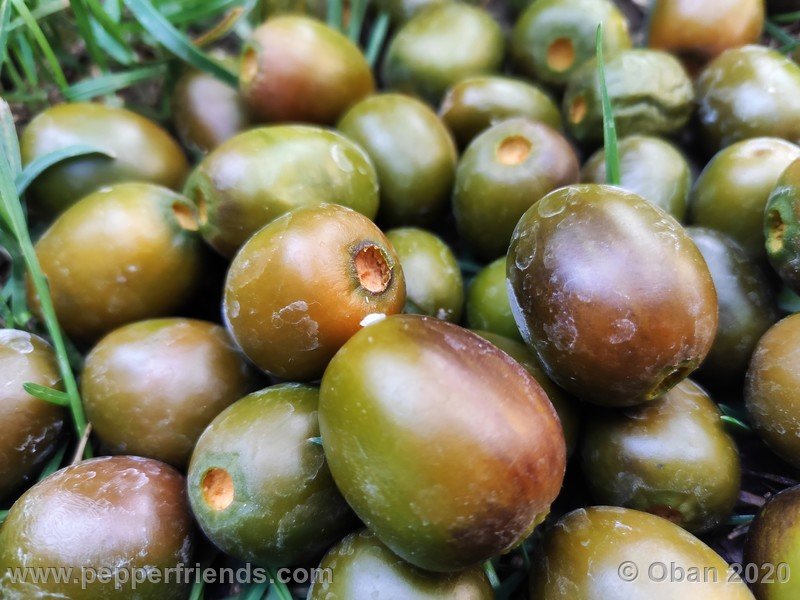 rocoto-mini-olive_002_frutto_39.jpg