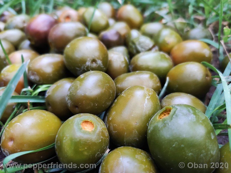 rocoto-mini-olive_002_frutto_40.jpg