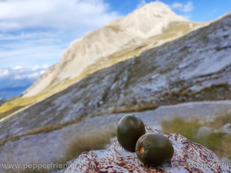 rocoto-mini-olive_002_frutto_41.jpg