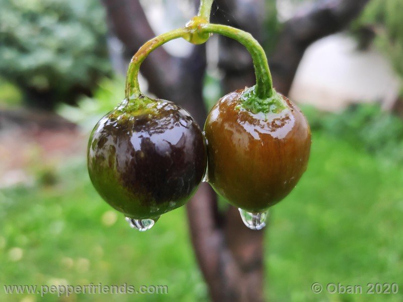 rocoto-mini-olive_002_frutto_42.jpg