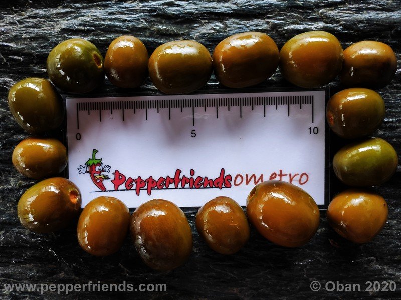 rocoto-mini-olive_002_frutto_43.jpg