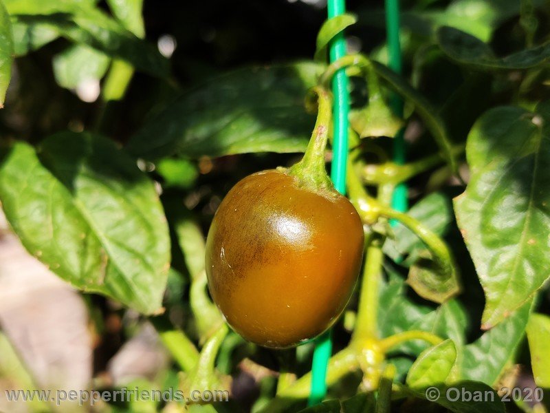 rocoto-mini-olive_002_frutto_44.jpg