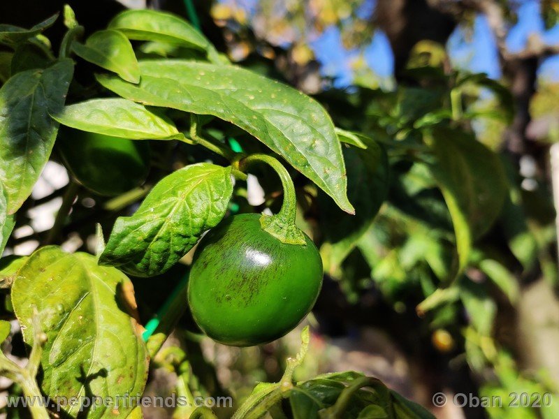 rocoto-mini-olive_002_frutto_45.jpg