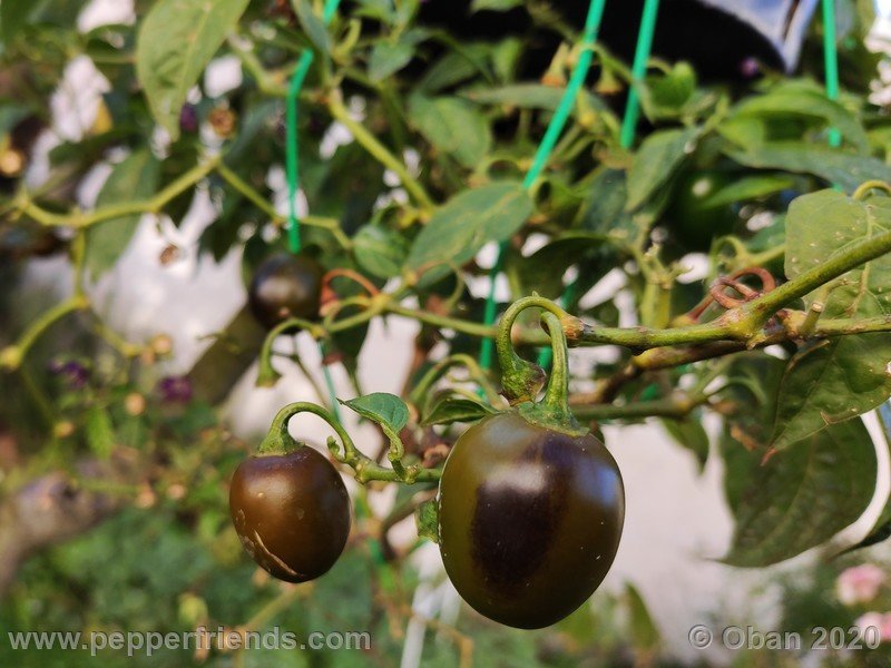 rocoto-mini-olive_002_frutto_46.jpg