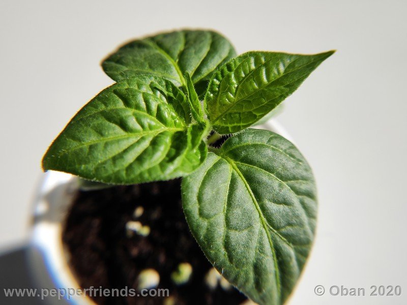 rocoto-mini-olive_002_pianta_02.jpg