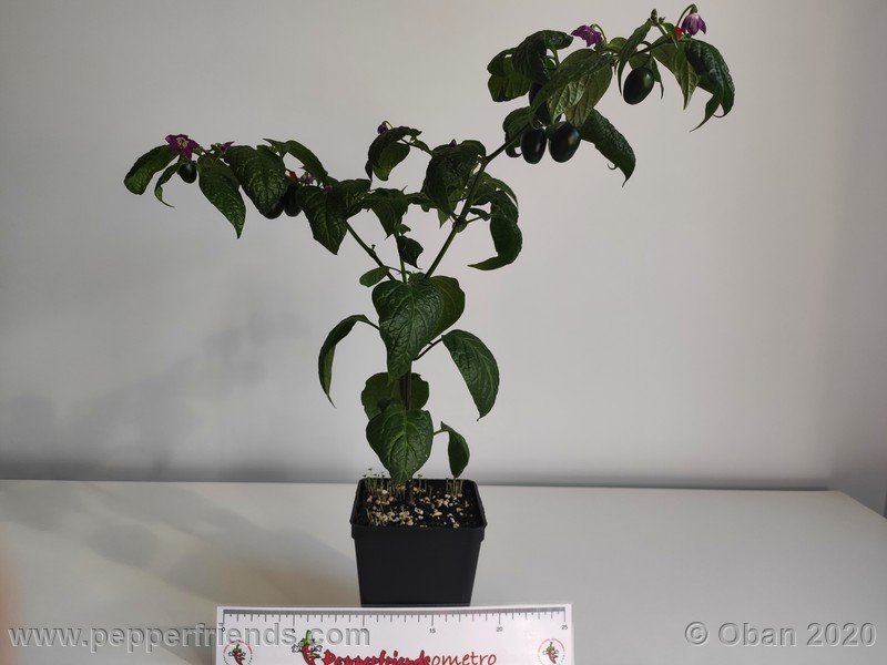 rocoto-mini-olive_002_pianta_08.jpg