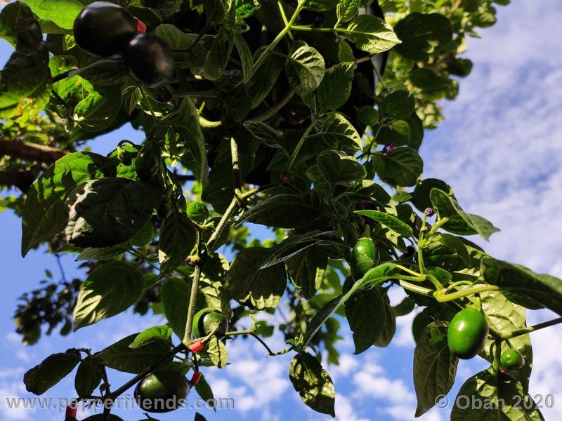 rocoto-mini-olive_002_pianta_11.jpg