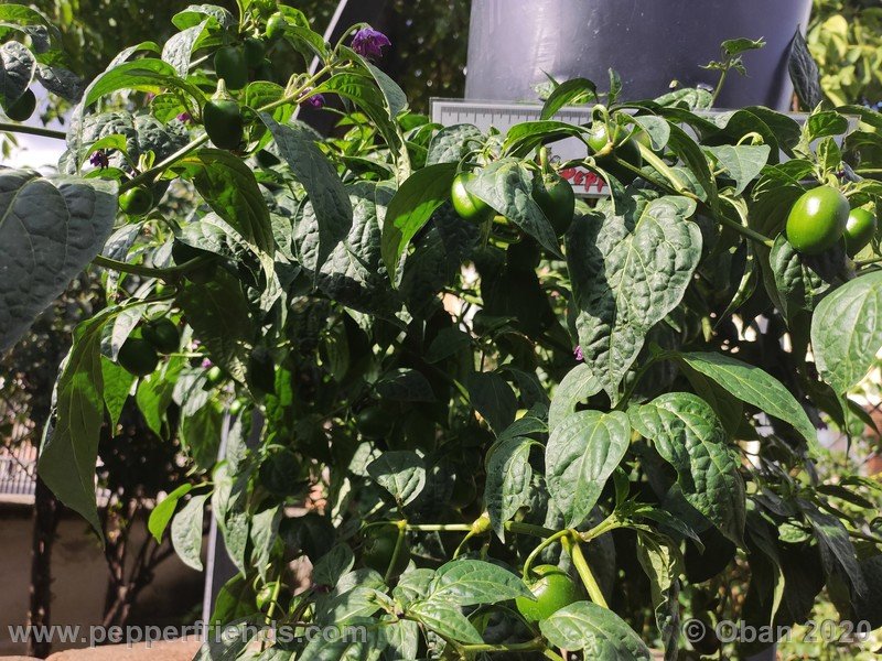 rocoto-mini-olive_002_pianta_16.jpg