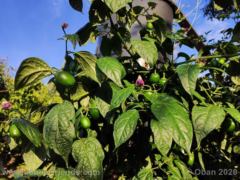 rocoto-mini-olive_002_pianta_19.jpg