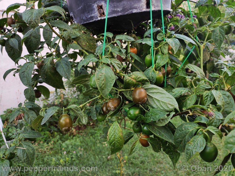 rocoto-mini-olive_002_pianta_21.jpg