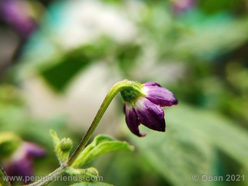 rocoto-mini-olive_003_fiore_02.jpg