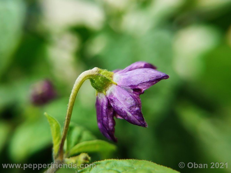 rocoto-mini-olive_003_fiore_03.jpg