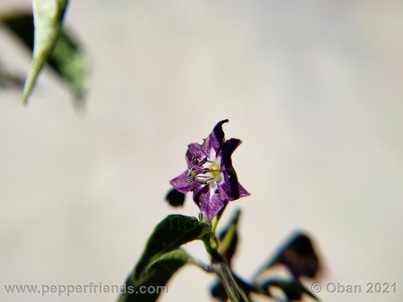 rocoto-mini-olive_003_fiore_04.jpg