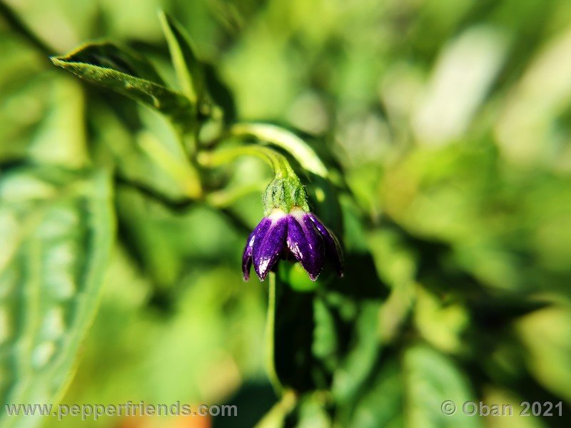 rocoto-mini-olive_003_fiore_05.jpg