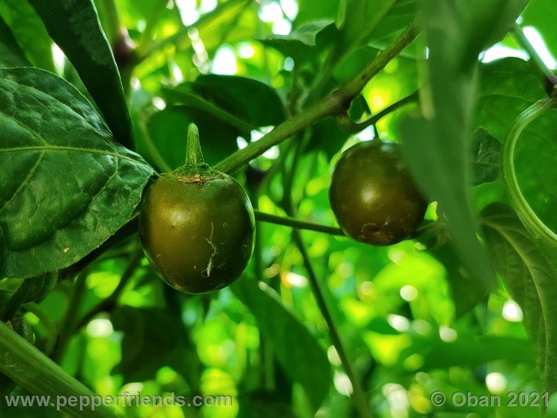 rocoto-mini-olive_003_frutto_04.jpg