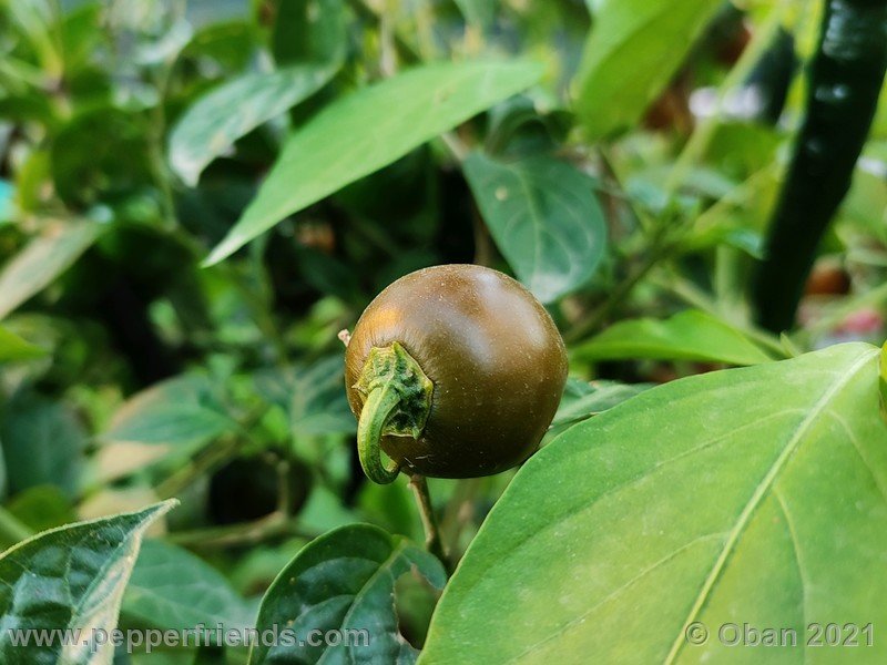 rocoto-mini-olive_003_frutto_05.jpg