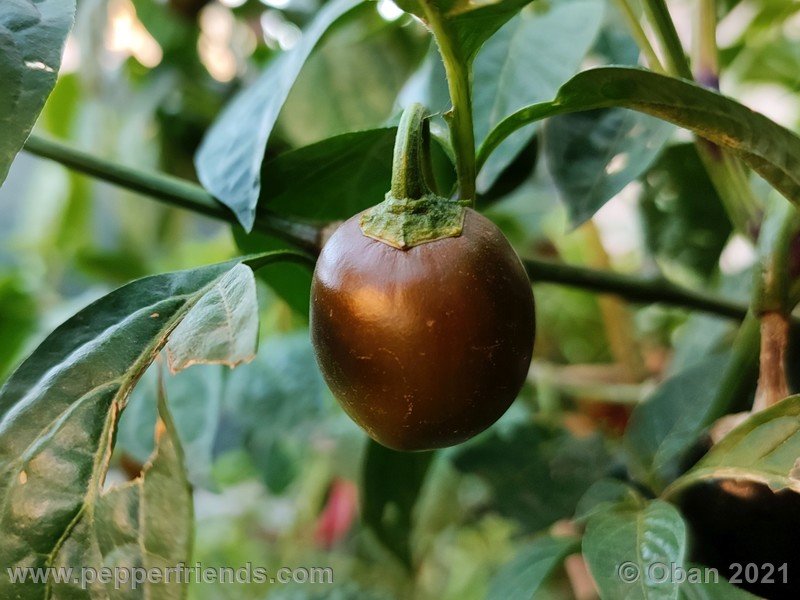 rocoto-mini-olive_003_frutto_06.jpg