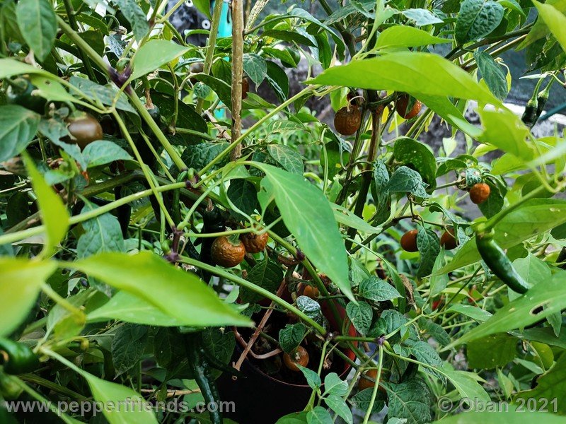 rocoto-mini-olive_003_frutto_07.jpg