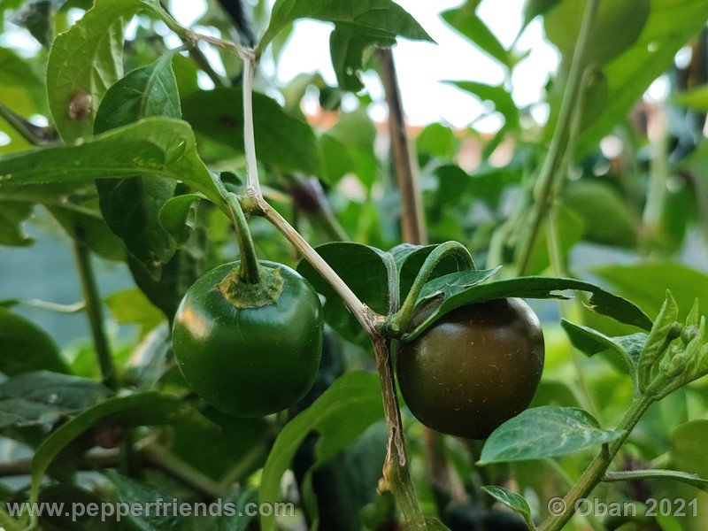 rocoto-mini-olive_003_frutto_08.jpg