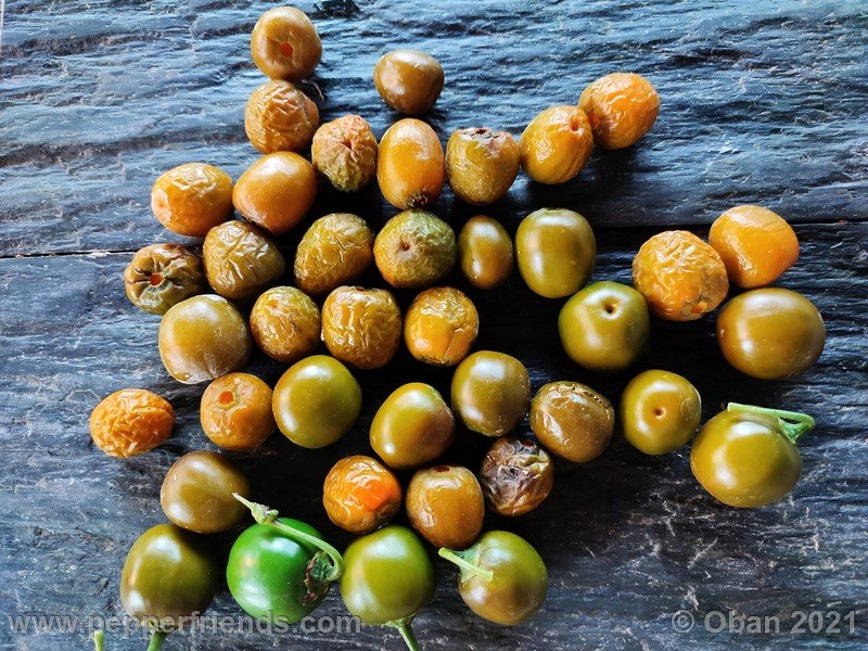 rocoto-mini-olive_003_frutto_09.jpg