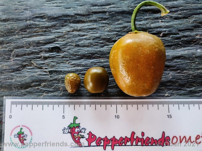 rocoto-mini-olive_003_frutto_11.jpg