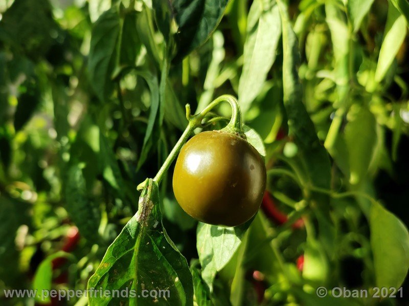 rocoto-mini-olive_003_frutto_13.jpg