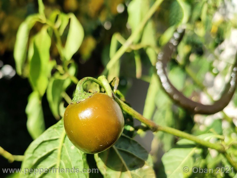 rocoto-mini-olive_003_frutto_14.jpg