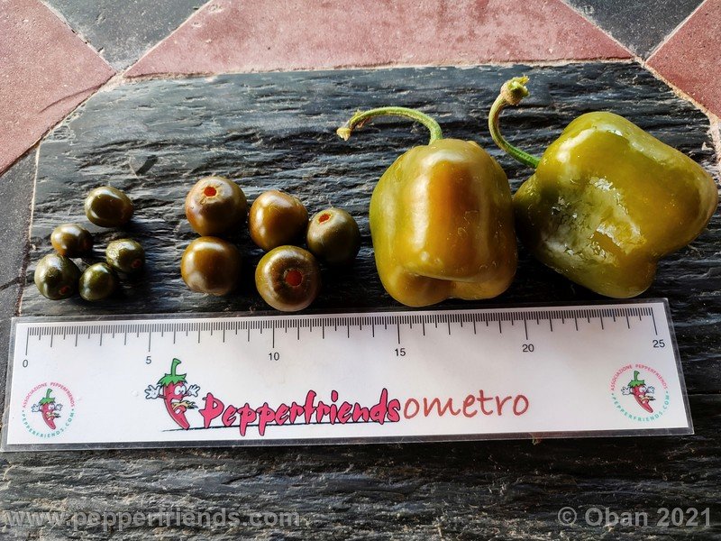 rocoto-mini-olive_003_frutto_15.jpg