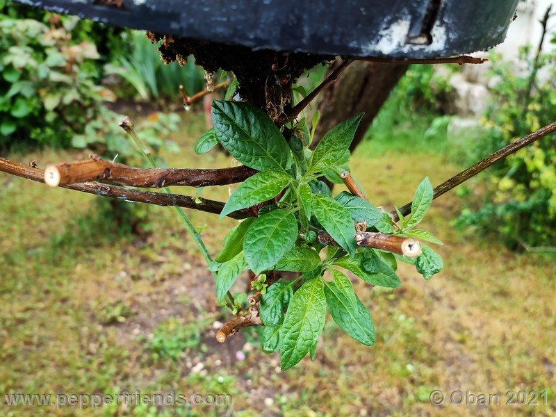 rocoto-mini-olive_003_pianta_02.jpg