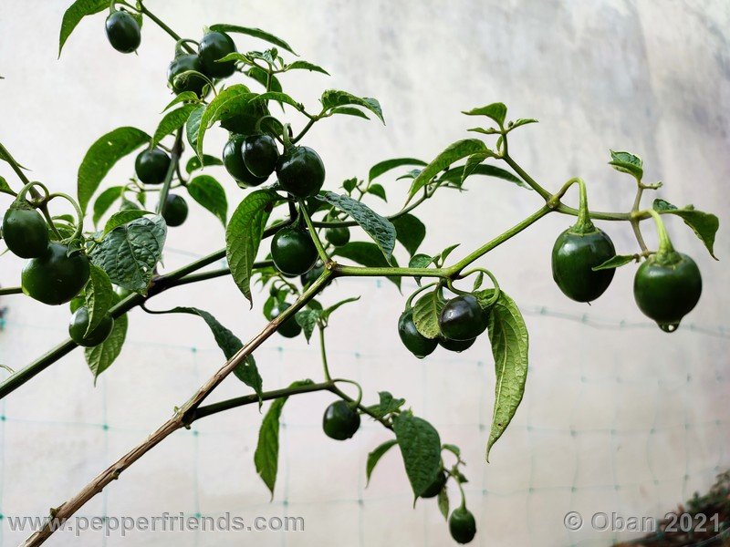 rocoto-mini-olive_003_pianta_08.jpg