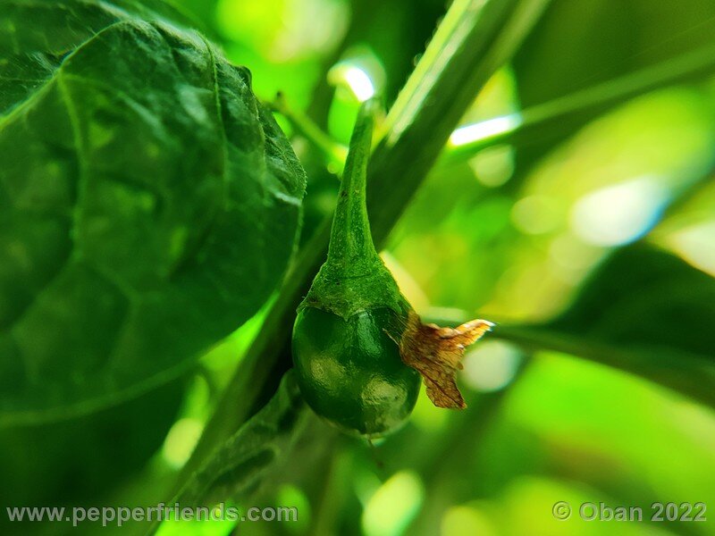 rocoto-mini-olive_004_10_1084476347_Peperoncini2022-0522.jpg