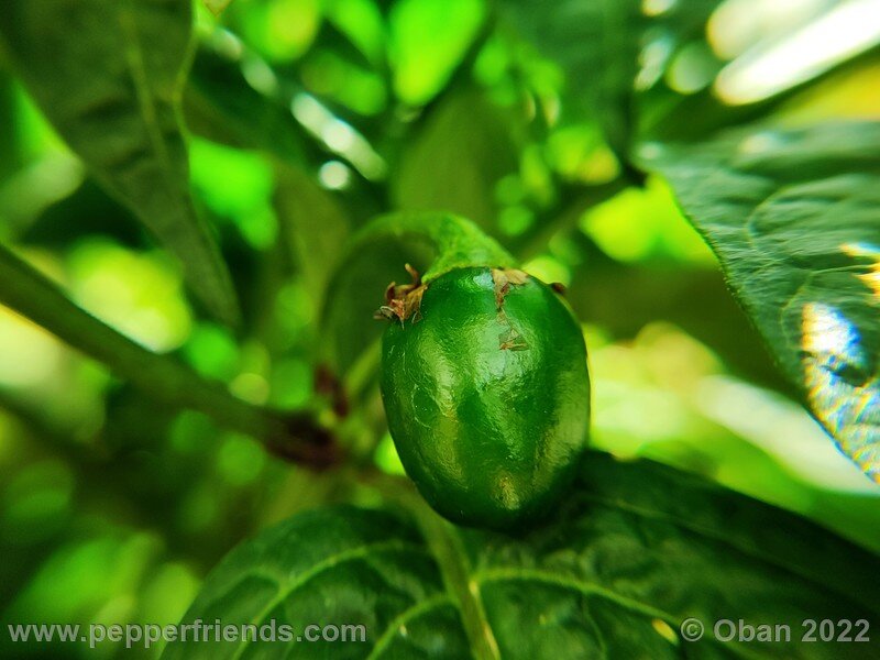 rocoto-mini-olive_004_11_1921640607_Peperoncini2022-0523.jpg