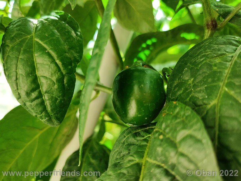 rocoto-mini-olive_004_13_1563149182_Peperoncini2022-0622.jpg