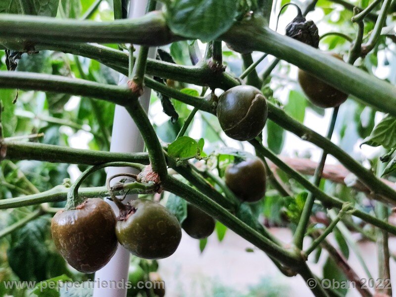 rocoto-mini-olive_004_14_1945375725_Peperoncini2022-0892.jpg