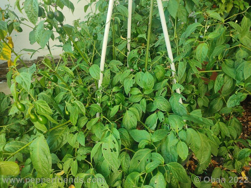 rocoto-mini-olive_004_15_736813402_Peperoncini2022-0996.jpg