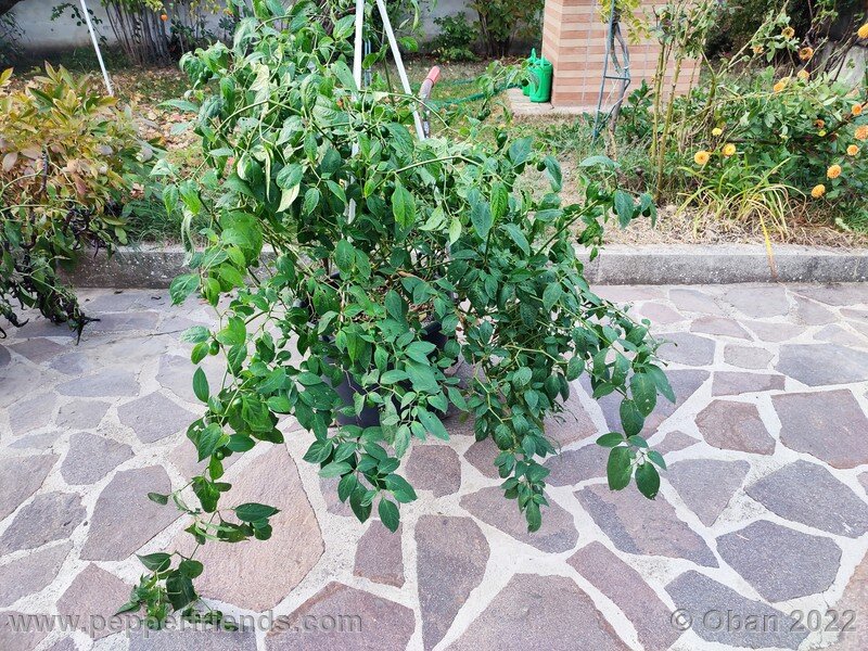 rocoto-mini-olive_004_17_814176493_Peperoncini2022-1081.jpg