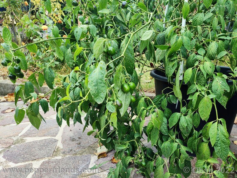 rocoto-mini-olive_004_21_2084597185_Peperoncini2022-1179.jpg